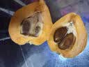 优味集【现货-顺丰JD】枇杷鲜果云南蒙自枇杷新鲜水果琵琶止咳时令生鲜 净重500g（严选优果18-30g） 实拍图