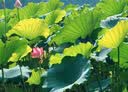 松下【12期免息】G100DK（Panasonic）微单相机 数码相机 vlog套机12-32mm 4K视频专业收音柔肤自拍 实拍图