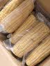 京鲜生东北白糯玉米250g*10棒 新鲜甜糯玉米棒真空包装粘玉米 源头直发 实拍图