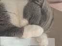 皇家猫粮 幼猫猫粮 幼猫专用 K36 通用粮 4-12月 400g 实拍图