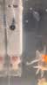 松宝（sobo）鱼缸过滤器内置三合一过滤增氧系统水族箱养鱼循环水泵氧气泵 15W 实拍图
