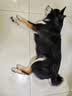 宝路狗粮 成犬狗粮中小型犬15斤 泰迪全犬种通用全价粮7.5kg鸡肉味 实拍图