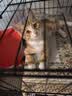 憨憨宠猫笼折叠猫笼子大号猫别墅加粗加密双层猫舍猫窝宠物猫咪用品家用 黑色 700双层 实拍图