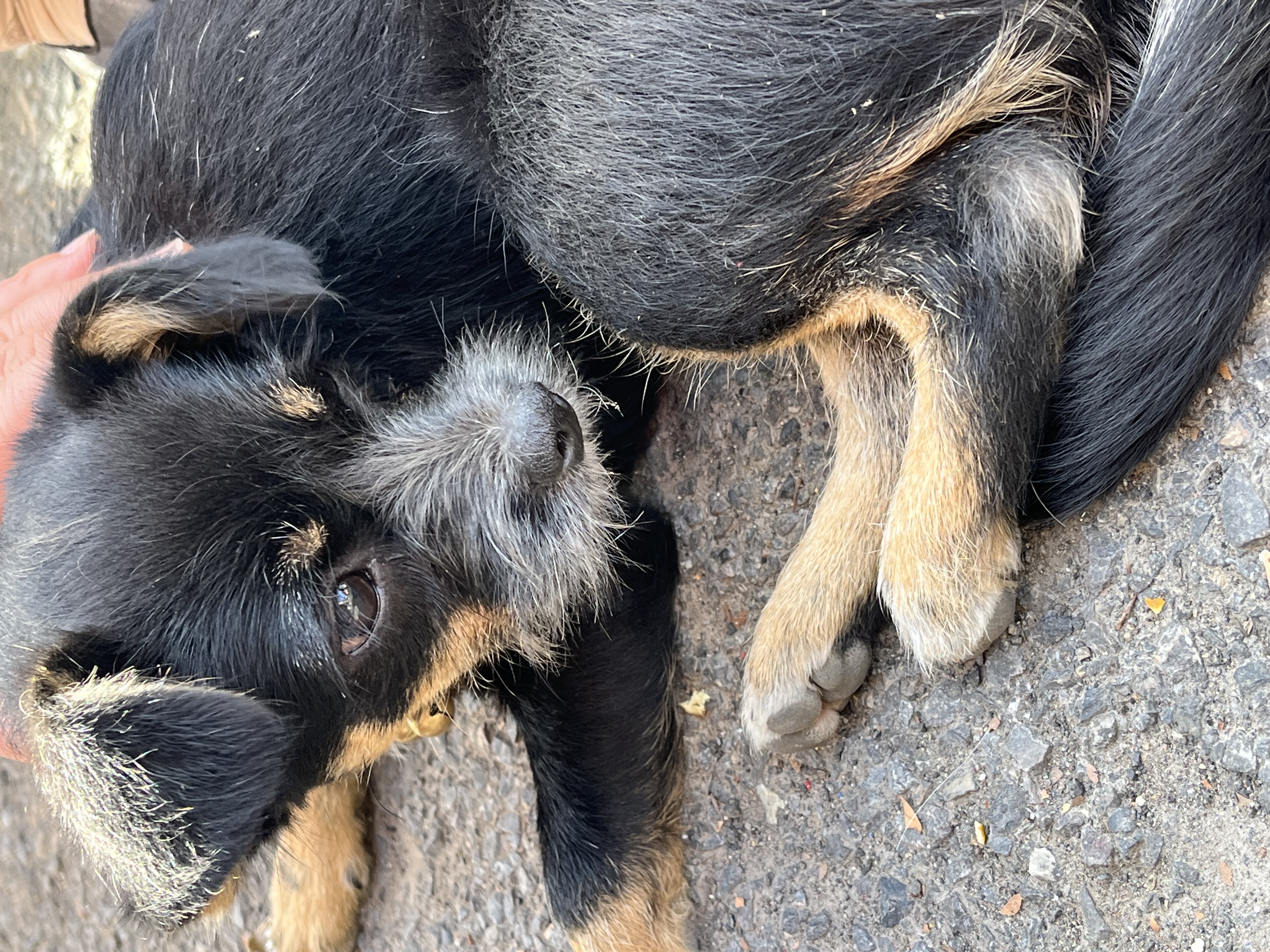 Meatyway爵宴宠物狗狗零食鸭胸肉干 训犬大礼包鸭肉干908g 实拍图