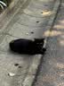 网易严选宠爱相伴全价猫粮 实惠宠物主粮成幼猫爱心公益 美毛护肠胃 1.8kg 实拍图