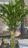 花翁水培绿植物招财转运室内水养花卉盆栽文昌竹4支(50-60cm)源头直发 实拍图