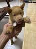 普安特宠物狗狗驱虫药犬体内外同驱跳蚤犬虱非泼罗尼爱滴克+内驱 实拍图