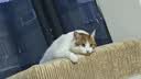 汪野君防外溅猫砂盆半封闭顶入猫厕所猫屎盆猫沙盆带猫砂铲大号 实拍图