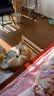 财咪宠物体外驱虫药猫咪狗狗小幼犬去跳蚤虱子蜱虫用非泼罗尼滴剂3支 实拍图