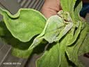 【水果菜】冰草 250g 实拍图