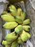 京鲜生广西苹果蕉香蕉净重4.5斤装 新鲜水果 米蕉粉蕉  源头直发 实拍图