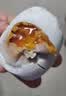 【热销百万单】正宗咸鸭蛋50g/枚饱满流油生鲜超市早餐新鲜即食 【活动专享】8枚特惠 实拍图