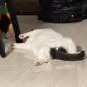 皇家猫粮 英短成猫粮 BS34 通用粮 12月以上 2KG 实拍图