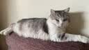 疯狂的主人 猫抓板窝超大号猫玩具猫爪板猫抓盆不掉屑猫窝碗形圆形瓦楞纸 实拍图