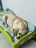 皇家狗粮 拉布拉多成犬狗粮 宠物大型犬 LR30 全价犬粮 ≥15月 12KG 实拍图