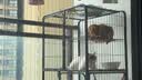 网易严选宠爱相伴全价猫粮 实惠宠物主粮成幼猫爱心公益 美毛护肠胃10kg 实拍图