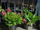 御春阁整盆30棵 室内花卉吊兰盆栽花卉  蟹爪兰苗 蟹爪莲 多肉 观花绿植 带花苞红色一盆25-30棵含简易盆 实拍图