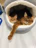 Orijen渴望猫粮 成猫幼猫粮 全价通用无谷原味鸡肉进口5.4kg效期27/1 实拍图