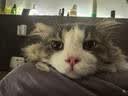 追语猫咪玩具捕猎罩自动转盘逗猫棒自嗨解闷消耗体力游戏罩宠物玩具 实拍图