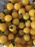 京鲜生山东黄金蜜千禧小番茄净重3斤阳光水果黄色小番茄蔬菜源头直发 实拍图
