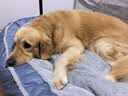 华元宠具（hoopet）狗窝保暖可拆洗中大型犬冬季狗床拉布拉多狗睡垫子宠物垫人类狗窝 实拍图