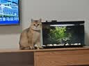 皇家猫粮 幼猫猫粮 幼猫专用 K36 通用粮 4-12月 400g 实拍图