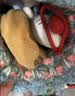 NIANFIN可爱kt猫毛绒玩偶包包挂件玩偶女生可爱书包挂饰公仔教师节礼物 实拍图
