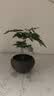 文竹盆栽绿植花卉盆景植物室内客厅水培文松云竹文竹大苗四季常青 小文竹【2棵更实惠】原土球发货 高度15-25cm 实拍图