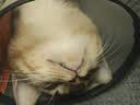 腆宠宠物航空箱小号 猫咪航空箱猫狗 猫包猫笼外出车载猫箱狗狗托运 实拍图