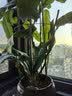 九千谷植物攀爬架包钢管花架蔷薇月季葡萄固定支撑防倒固定架60cm4634 实拍图