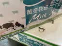 花园黄金牧场纯牛奶200克*20盒送礼盒装儿童学生早餐奶新日期 实拍图