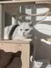 皇家（ROYAL CANIN）泌尿道处方猫粮MUC34情绪舒缓稀释尿液减少结石再生成猫1.5KG*2 实拍图