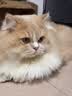 HELLOJOY猫梳子梳毛刷猫毛梳专用狗狗针梳毛发清理用品宠物猫咪去浮毛神器 实拍图