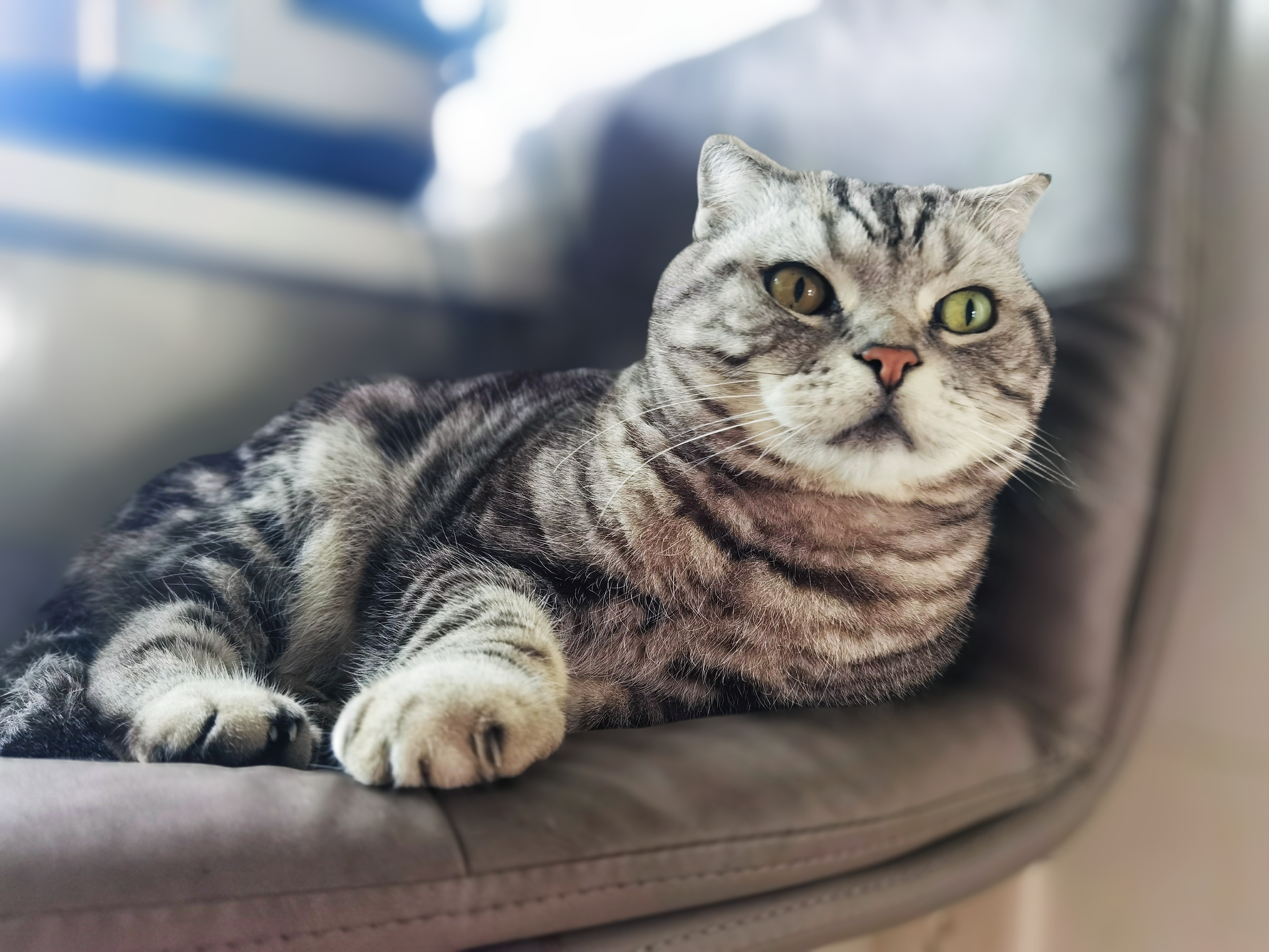 【京东快递】猫抓板磨爪圆形椭圆形瓦楞纸抓盆大号耐抓磨玩睡一体 椭圆50cm【花边随机】 送猫咪必备猫薄荷 实拍图