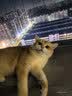 LEGENDSANDY蓝氏全价猫粮生鲜高能系列成猫幼猫 试用 试吃 猎鸟乳鸽 50g*5 实拍图