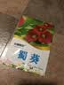 小镇有花蜀葵种子2克约180粒草花种子四季播花卉一丈红盆栽庭院播种花种子 实拍图