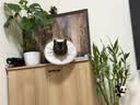 猫八万伊丽莎白圈绝育护理项圈猫咪狗狗美容脖圈防舔咬头套脖圈 灰M 实拍图