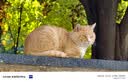 优基猫粮冻干生骨肉成猫幼猫奶糕无谷全价全期主食三文鱼鸡肉双拼营养 生骨肉冻干猫粮10kg20斤大袋 实拍图
