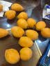 优味集【现货-顺丰JD】枇杷鲜果云南蒙自枇杷新鲜水果琵琶止咳时令生鲜 净重500g（严选优果18-30g） 实拍图