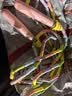 特步（XTEP）竹节跳绳儿童小学生专用考试3-5-6-12岁幼儿园初学训练沙专业用式 实拍图