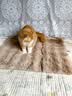 HELLOJOY猫窝垫子猫毯子冬季睡觉用宠物猫咪毛毯保暖狗窝冬日加厚兔绒睡垫 实拍图