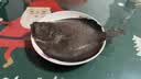 缤鲜 山东 新鲜速冻精选海捕多宝鱼净重450g-550g/条 共3条-源头直发 实拍图
