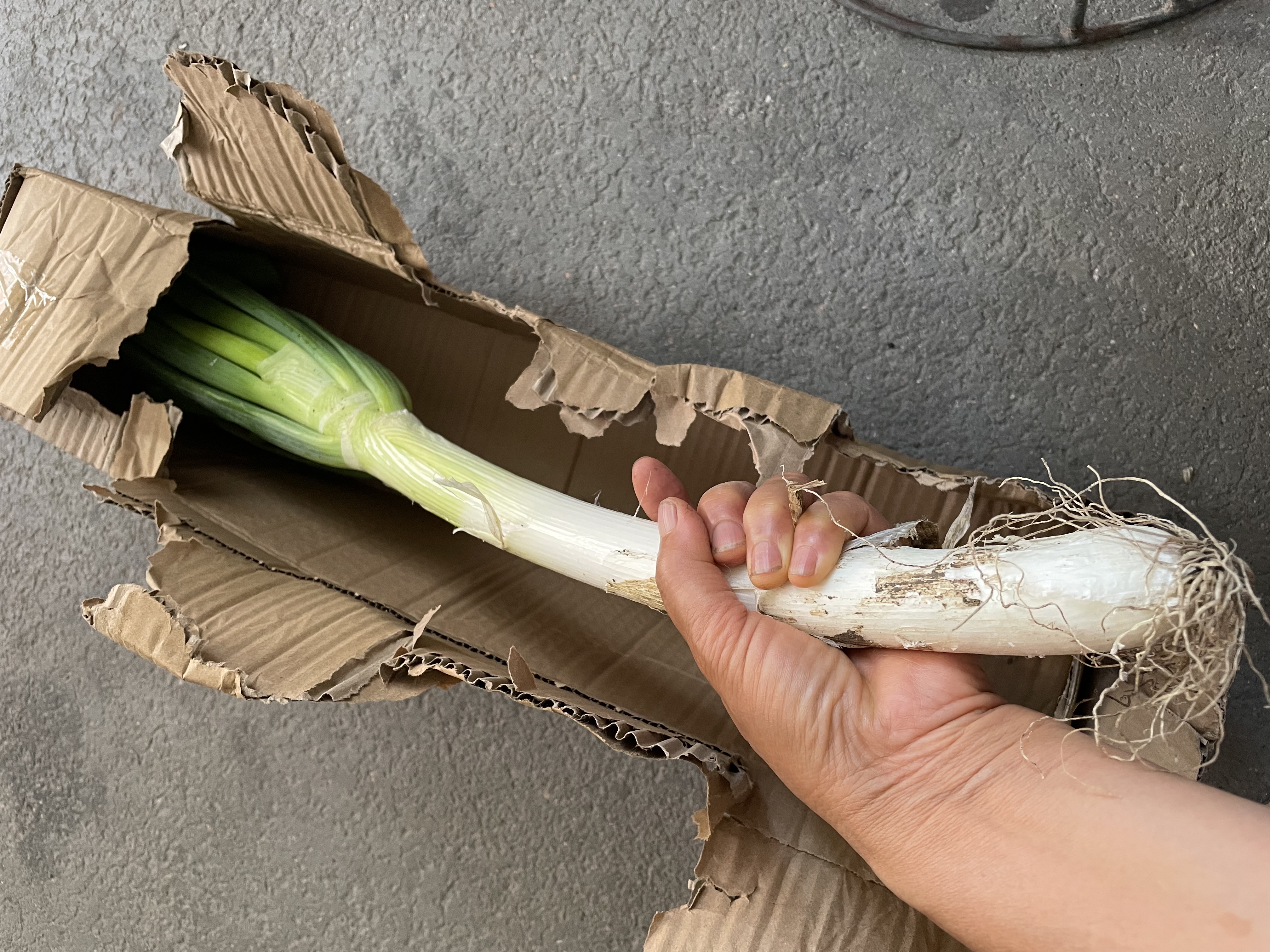 【东东农场专供】新鲜山东铁杆大葱脆嫩多汁绿色蔬菜生鲜超市批发 带老皮去半叶含箱重1斤净重0.8斤 实拍图
