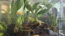 【京东物流】水草套餐 好养耐活真水草植物绿菊大叶绿九冠鱼缸 三头丹麦榕沉木 实拍图