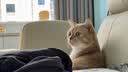 大宠爱成猫体内外同驱虫套餐体内驱虫药外用滴剂 实拍图