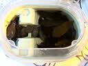 疯狂水草溪流石头鱼缸沙子底砂底沙溪流沙鱼缸造景观装饰溪流缸造景石套餐 实拍图