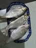 龙王恨鱼饵不正经的白条饵湖库野钓狂拉白条翘嘴腥香鱼食钓鱼饵料 实拍图