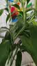 京东绿植绿萝盆栽除甲醛花卉绿植办公室新房净化空气180加仑4盆装源头直发 实拍图