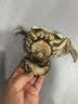 【活蟹】漁家师傅大闸蟹全母3-3.3两8只固城湖螃蟹去绳足重鲜活现货生鲜礼盒金秋送礼 实拍图