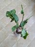 百芳缘三角梅树苗花卉四季开花重瓣绿化攀缘植物盆景精品盆栽地栽叶子花 五彩 5年苗可以当年开花 实拍图